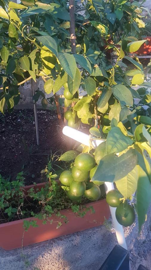 Apartman Old Olive *